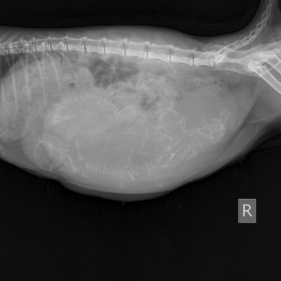 การประเมินการตั้งครรภ์และอายุครรภ์โดยภาพรังสี (Radiography)